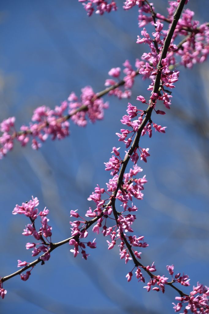 3-28-20 farmers mkt and flowers 137 (683x1024).jpg